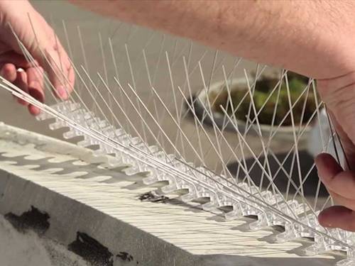 Stainless Steel Anti Bird Spikes on Ledge