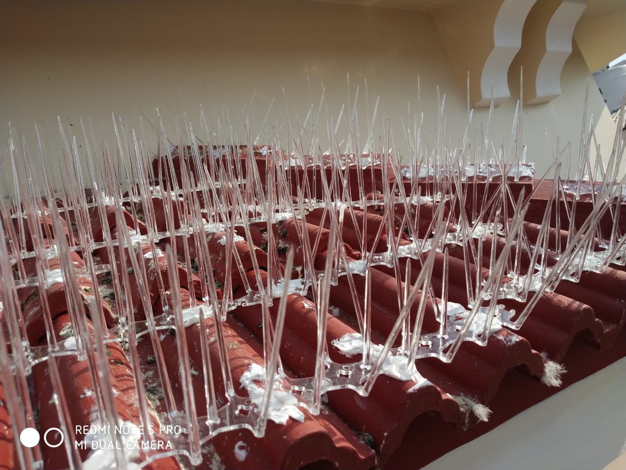 Bird Spikes and Pigeon Protection Nets